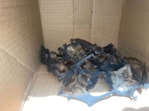 Animal Removal Clare County